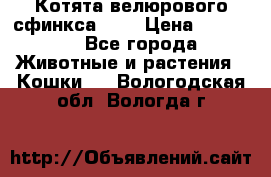 Котята велюрового сфинкса. .. › Цена ­ 15 000 - Все города Животные и растения » Кошки   . Вологодская обл.,Вологда г.